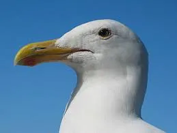 aa